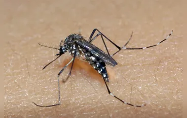 Londrina confirma primeiro caso de chikunguya de 2024; saiba mais