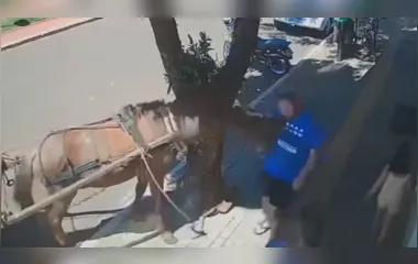Vereador é mordido por burro durante caminhada no Paraná