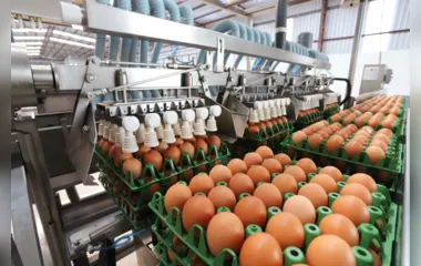 Paraná lidera aumento da produção de frangos, suínos e ovos