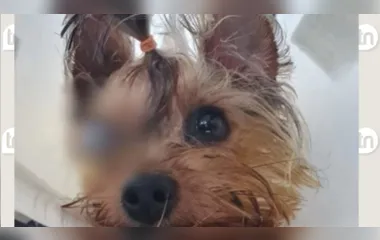 Cachorro volta para casa cego após banho e tosa em pet shop