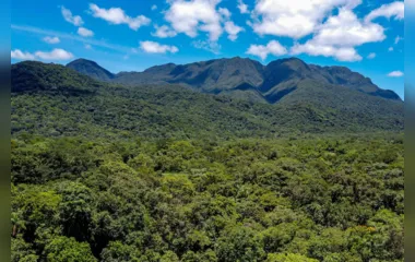 Paraná celebra novo indicador de redução do desmatamento ilegal