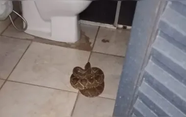 Morador escuta guizo de cobra e se depara com cascavel no banheiro