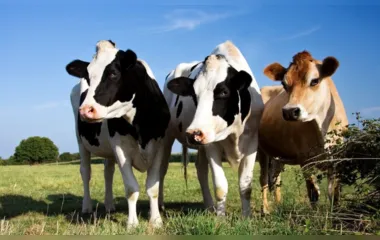 Duas vacas são furtadas de sítio em Novo Itacolomi