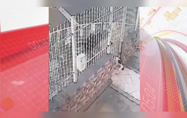 Pitbull ataca cadela pelo portão e a arrasta para a rua; veja vídeo