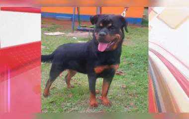Cachorra em tratamento foge e família de Apucarana pede ajuda