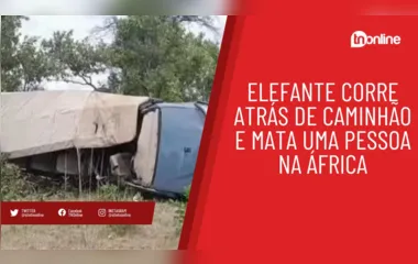 Elefante corre atrás de caminhão e mata uma pessoa na África