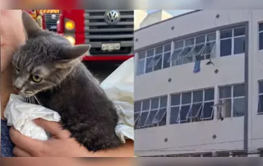 Gato sobrevive após pular do 3º andar de prédio que pegou fogo no PR