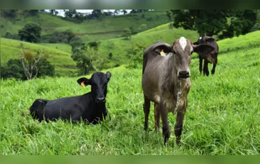 Criminosos furtam 16 cabeças de gado de sítio em Marilândia do Sul