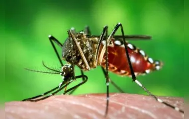 O mosquito da dengue também é conhecido como pernilongo rajado -Foto: James Gathany/ Creative Commons