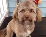 Por que é que tanta gente tá achando que este cãozinho tem cara de humano?
