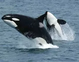 Cientistas filmam orcas devorando golfinho; veja vídeo
