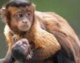 Macaco com cara 'humana' e depressiva atrai visitantes a zoológico chinês, veja vídeo