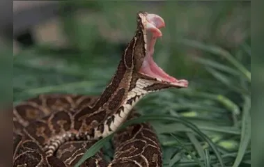 Populares matam cobra venenosa após serpente quase picar homem em Apucarana - Foto: Animal Planet Brasil