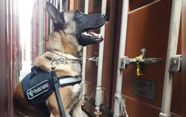 Cão farejador ajudou R​F a apreender 350 quilos de cocaína em container (Foto: Divulgação/Receita Federal