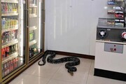 Cobra gigante é capturada por 'caçadores de serpentes' após invadir loja; veja vídeo - Foto: Reprodução/Bangkok Post Public Company Limited. All rights reserved.