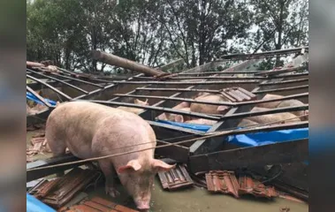 Em uma propriedade no distrito de Aurora do Iguaçu, um galpão que abrigava 700 porcos não resistiu ao mau tempo e caiu — Foto: Marcos Landim/RPC