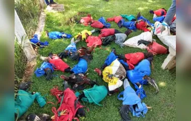 Ariranha do Ivaí: Polícia Ambiental resgata 75 galos vivos e localiza aves 12 mortas em rinha - Foto: Reprodução/Polícia Ambiental