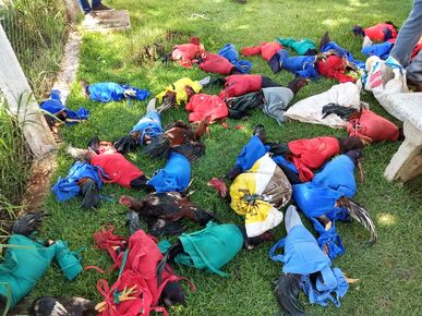 Ariranha do Ivaí: Polícia Ambiental resgata 75 galos vivos e localiza aves 12 mortas em rinha - Foto: Reprodução/Polícia Ambiental