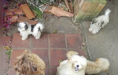 Rede de Proteção Animal apreende 21 cães em situação de maus-tratos