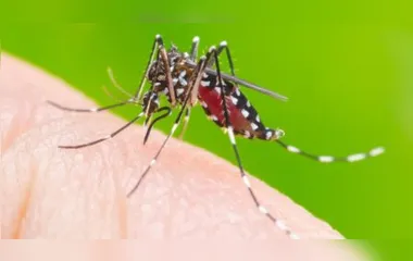 Mandaguari ultrapassa índice limite de dengue