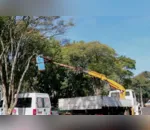 Manejo da arborização urbana será terceirizado em Apucarana