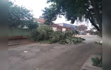 Árvore cai e atinge fiação da rede elétrica, no Jardim Menegazzo 
