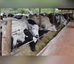 Paraná suspende vacinação de bovinos e bubalinos contra a febre aftosa