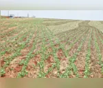 Da área plantada com a soja na regional 80% se encontra em fase de germinação e 20% entrando em fase de desenvolvimento. (Foto: Ivan Maldonado)