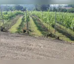 Serra de Apucarana ganha primeira vinícola
