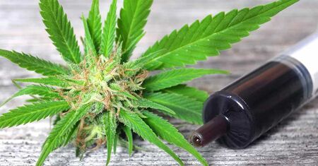 Anvisa publica texto sobre fabricação e importação de medicamentos com Cannabis