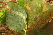 Sistema Alerta Ferrugem reduz aplicação de fungicidas em 35%