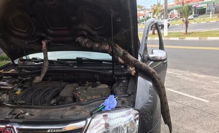 Jiboia viaja de Kaloré até São Paulo escondida dentro de carro 