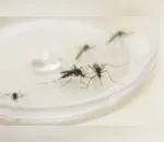 Incidência aponta situação de alerta para epidemia de dengue