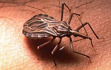 Saúde promove capacitação sobre a doença de Chagas